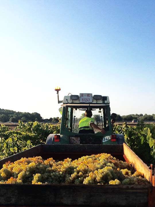 viña-tractor-vino-blanco
