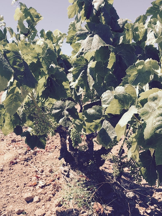 Viña vino blanco autor