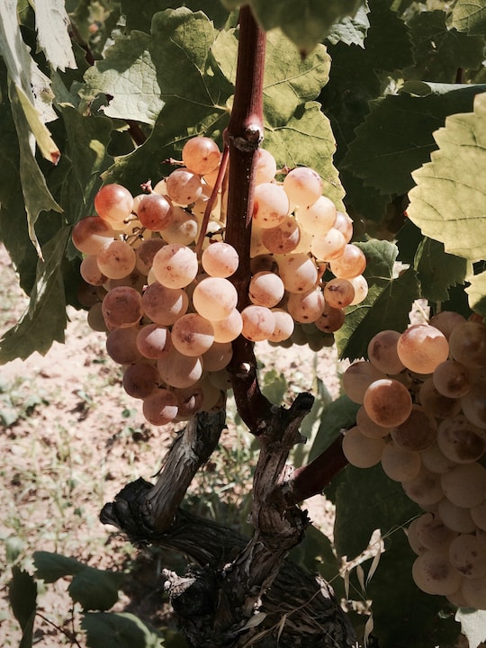 Viña vino blanco xarel·lo