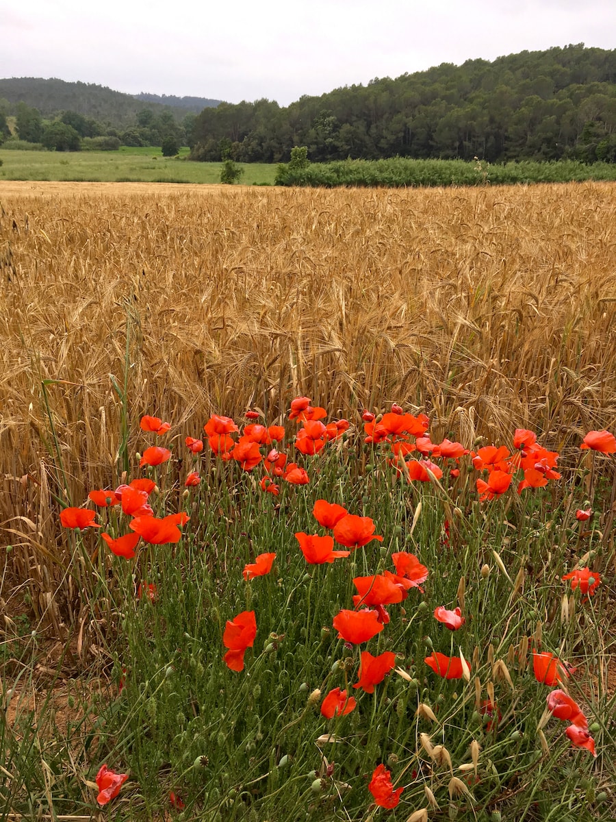 amapolas-2-vino-blanco-min