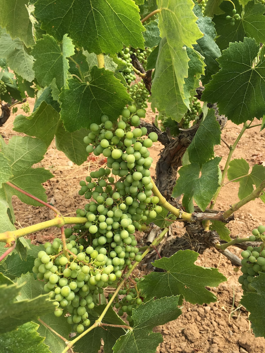 viña-detalle-envero-vino-blanco-min